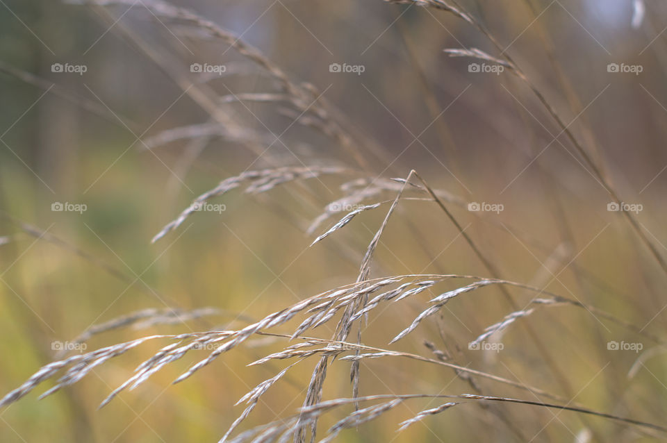 Dry grass on blurred background