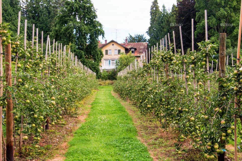 Apple orchard manor 