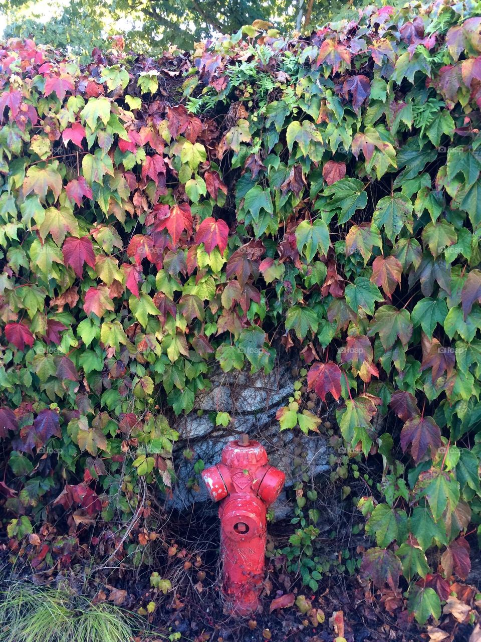 Red hydrant in autumn