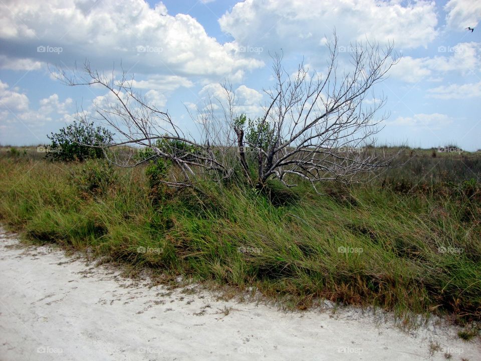 Tree Along Sandy Pathway