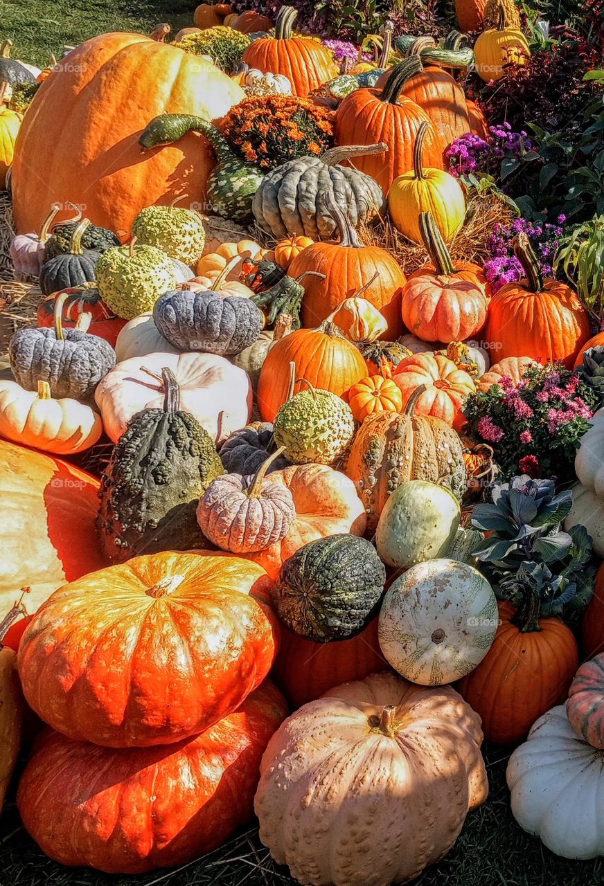 Pumpkin and Gourd Patch