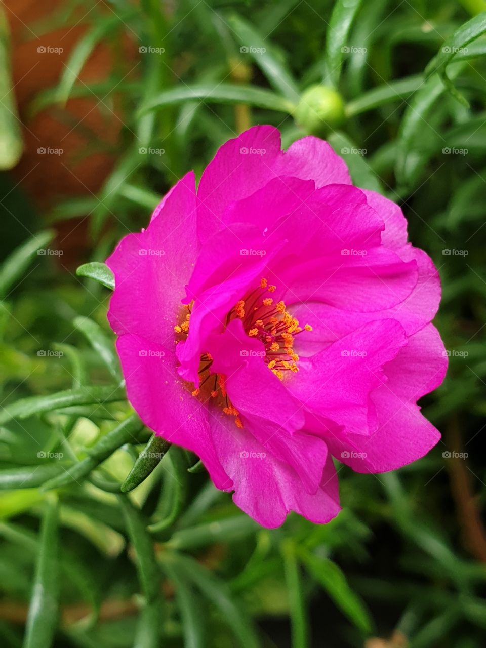 my beautiful Portulaca grandiflora