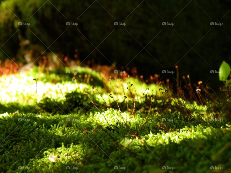 Moss in the summer