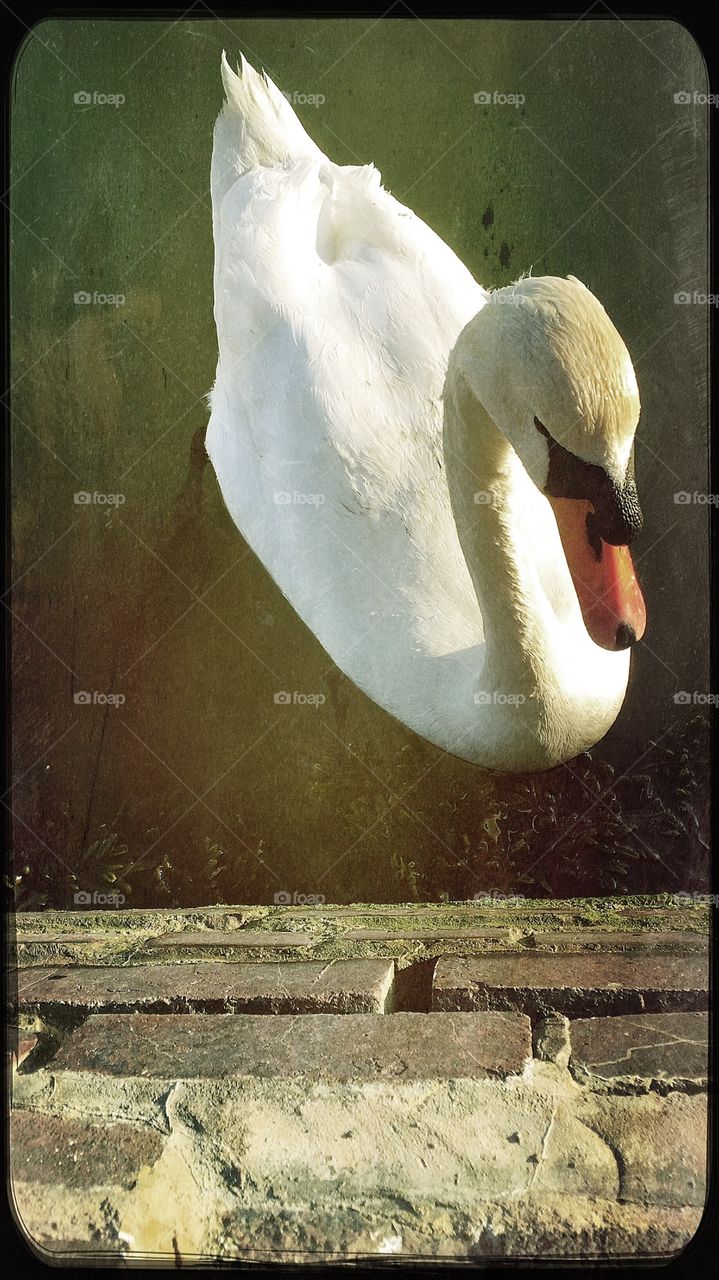 Mute swan from above 