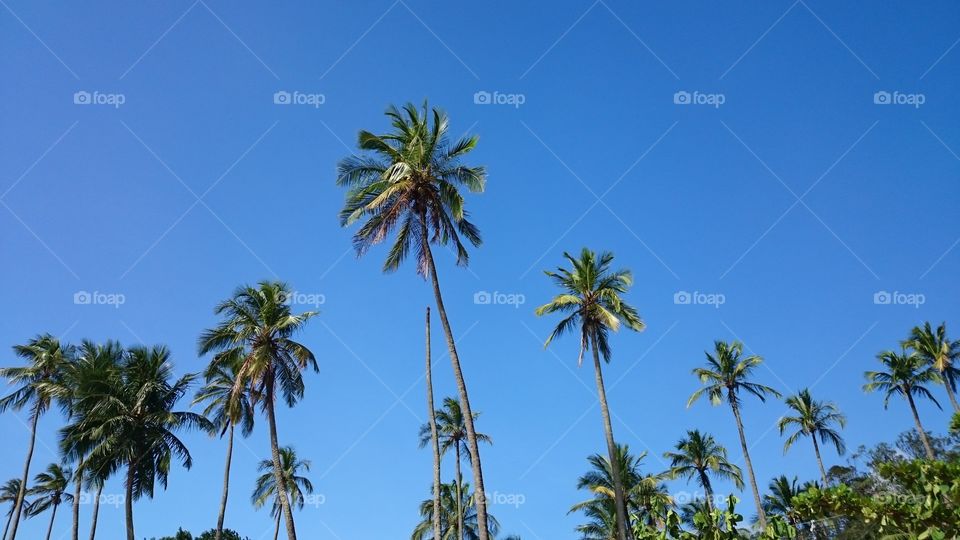 Low angle view of palm trees