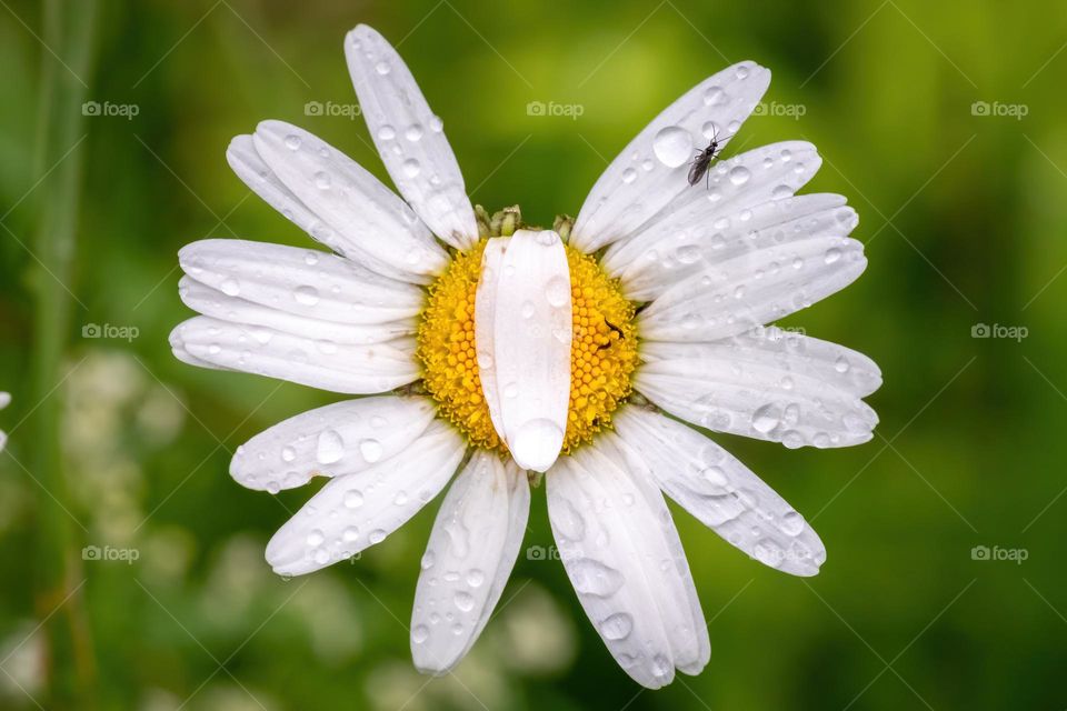 When you just kinda sorta protect yourself from a summer shower. Summer = Daisies! 