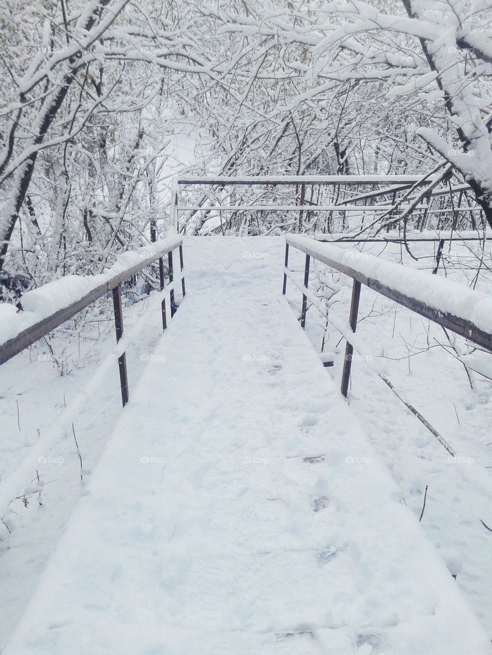 Winter view in forest