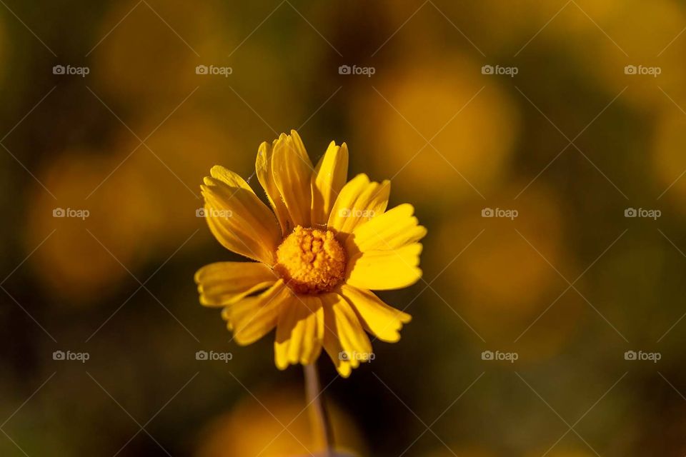 Yellow garden flowers 
