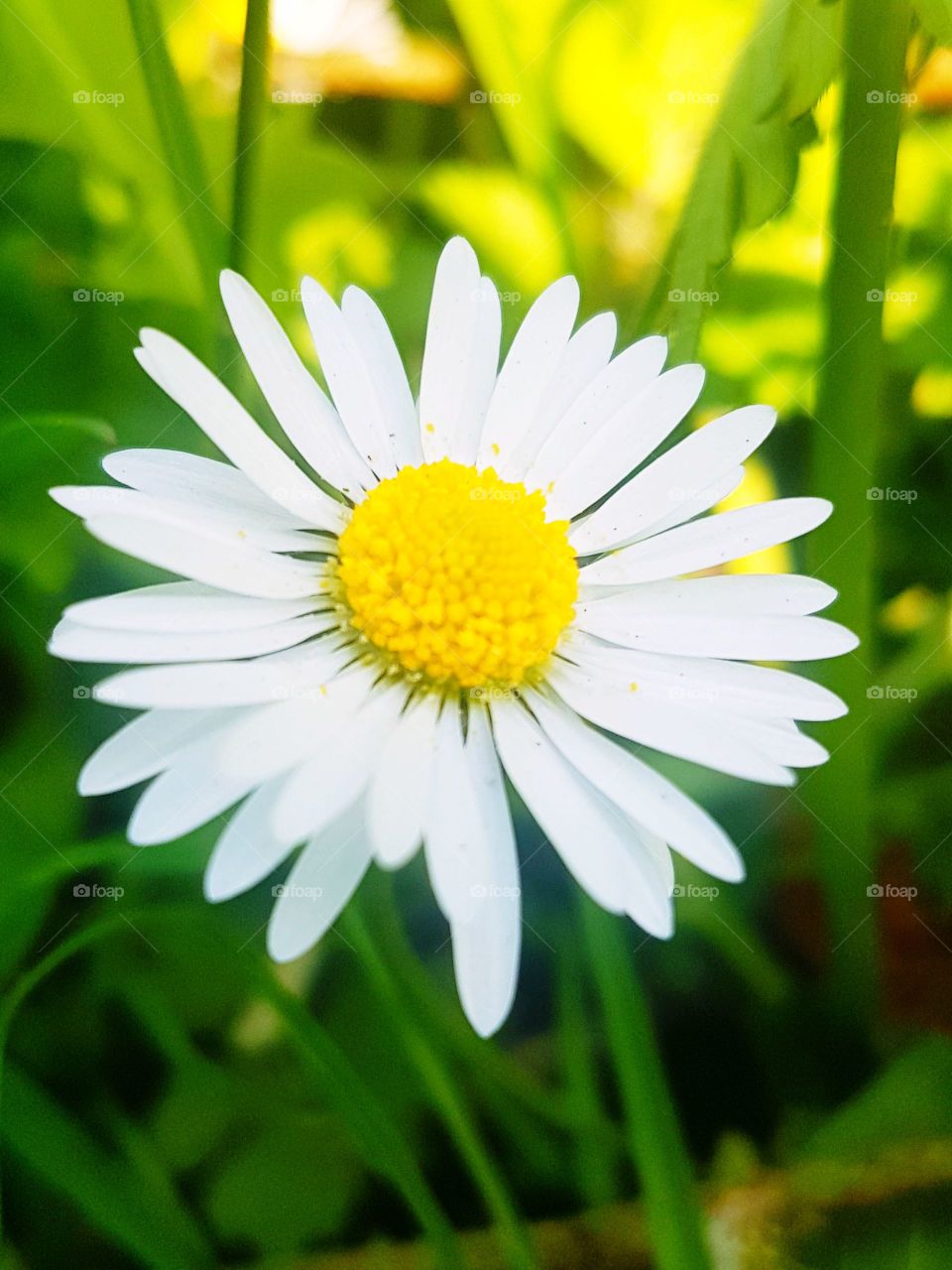 Daisy Head, Bright and light
