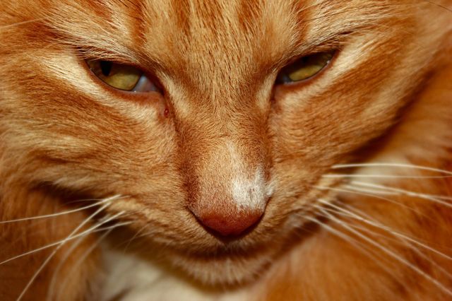 ginger cat
