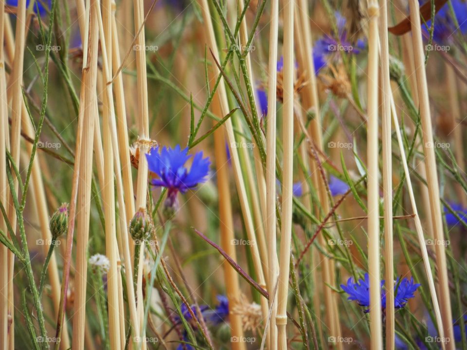 blue flowers