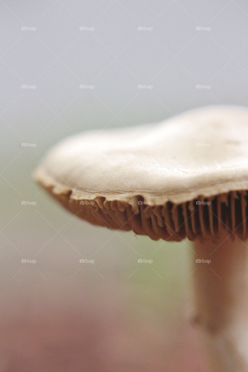 Mushroom