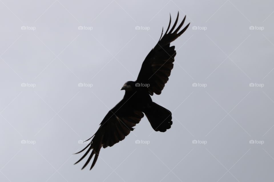 crow in flight