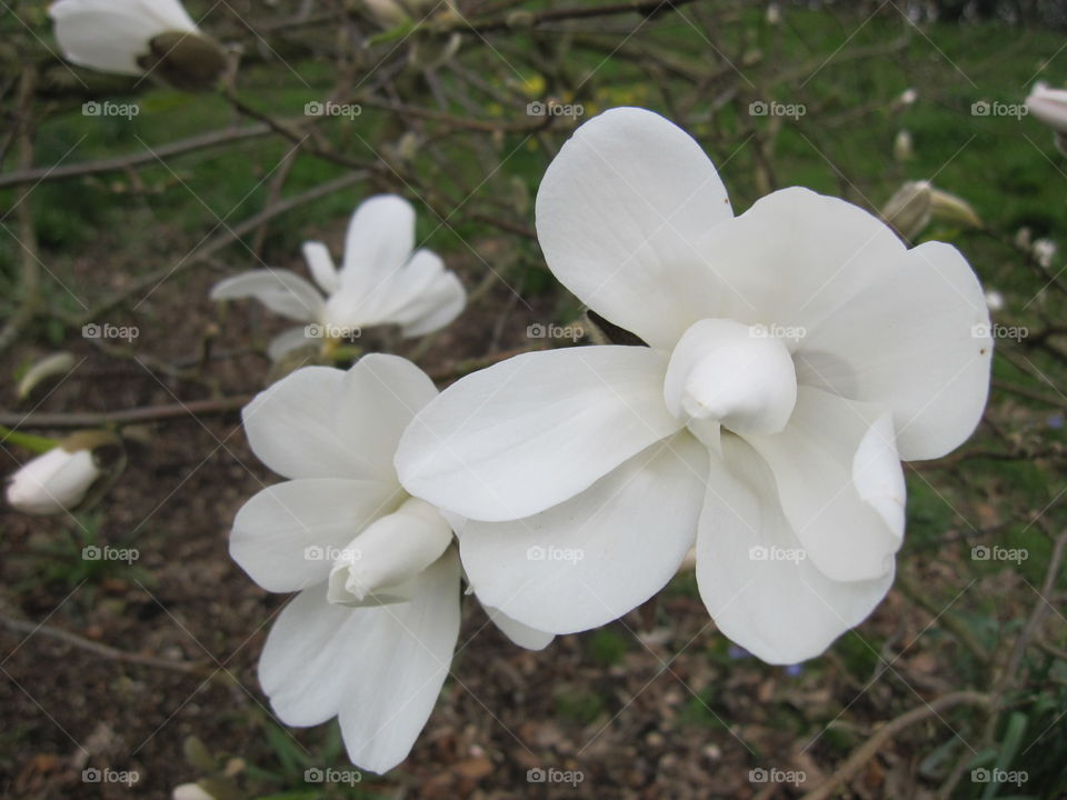 Flower, Nature, Flora, Leaf, Garden