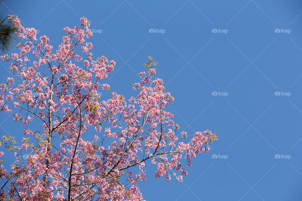 Sakura flower in Thailand 