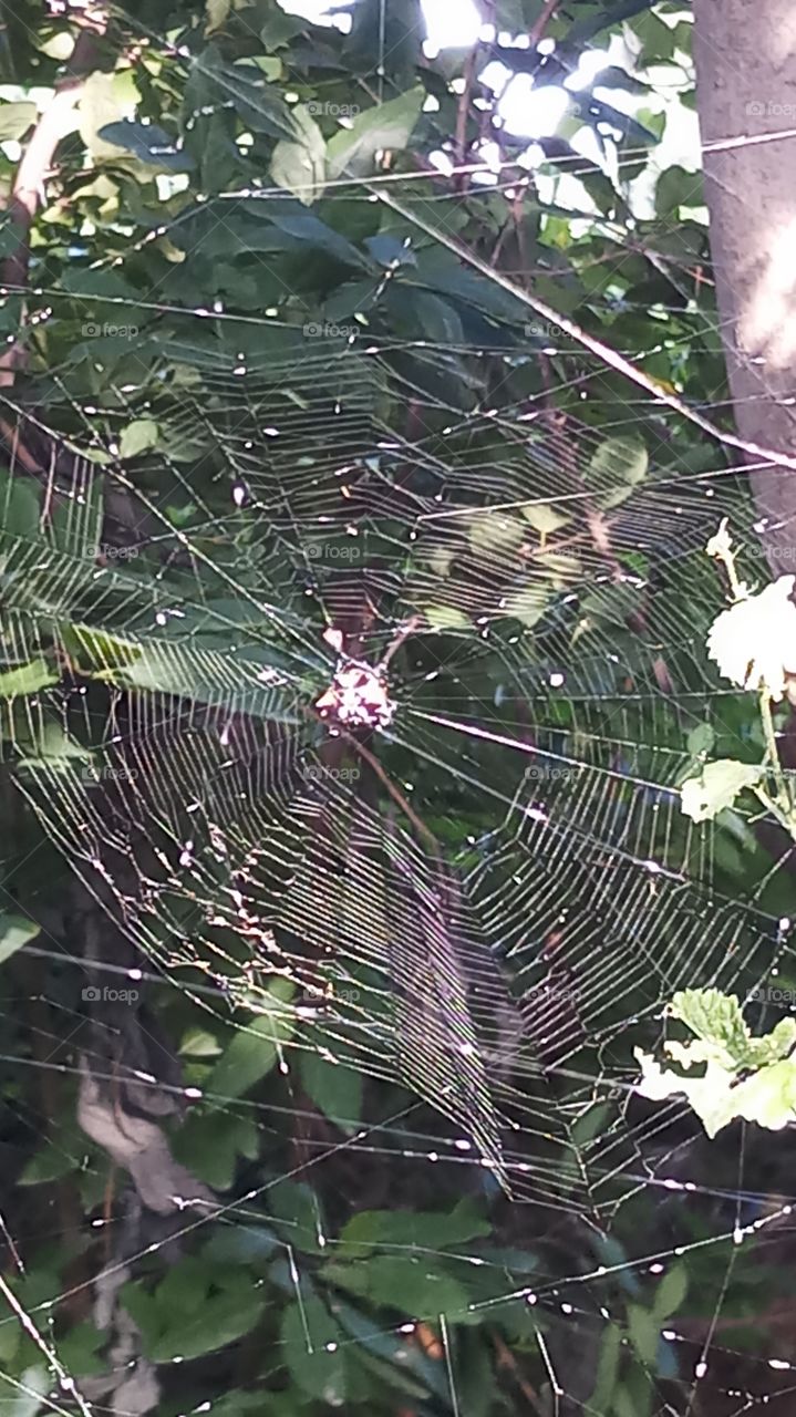 This click is spiderhouse very beautyfull