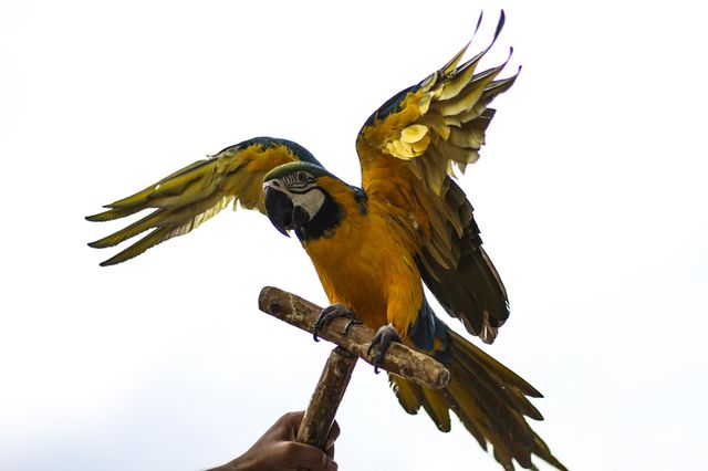 Parrot