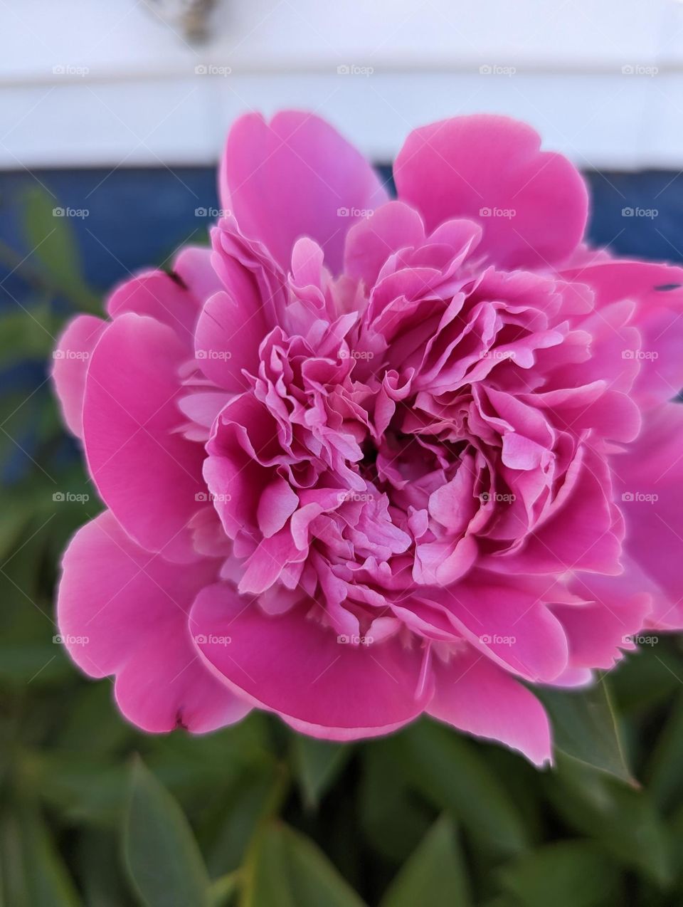 Peony in bloom