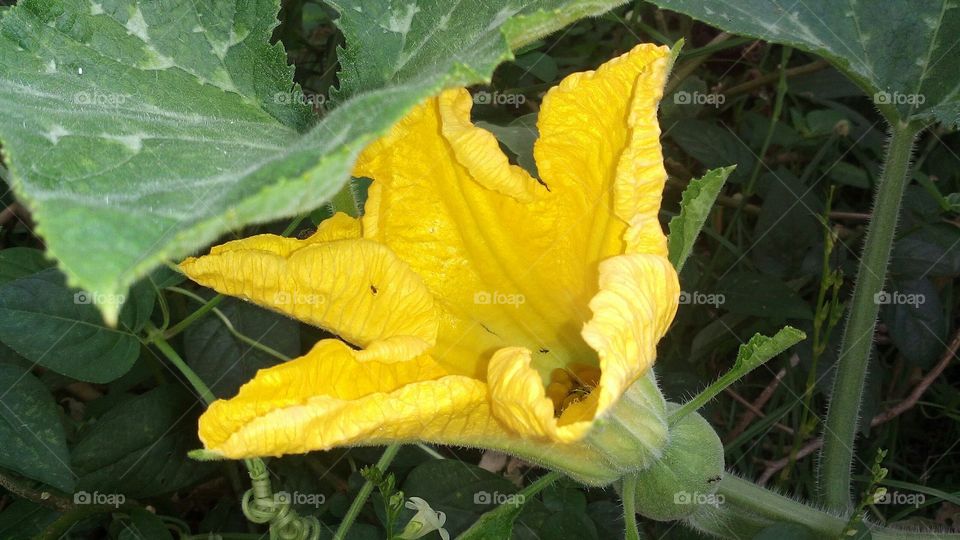 pumpkin flower