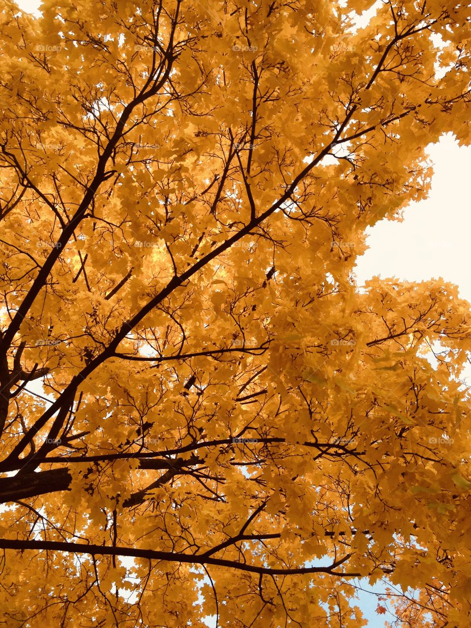 tree with yellow fall foliage