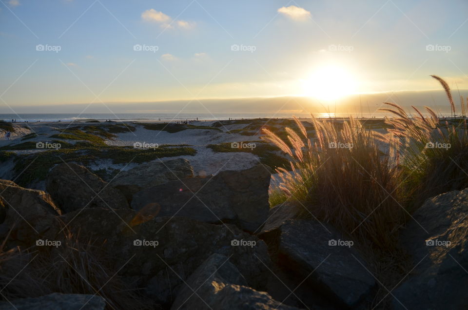 The sun is getting ready to set and sends the last warm light illuminating the vegetation growing at the beach limit on Coronado Island, San Diego. 