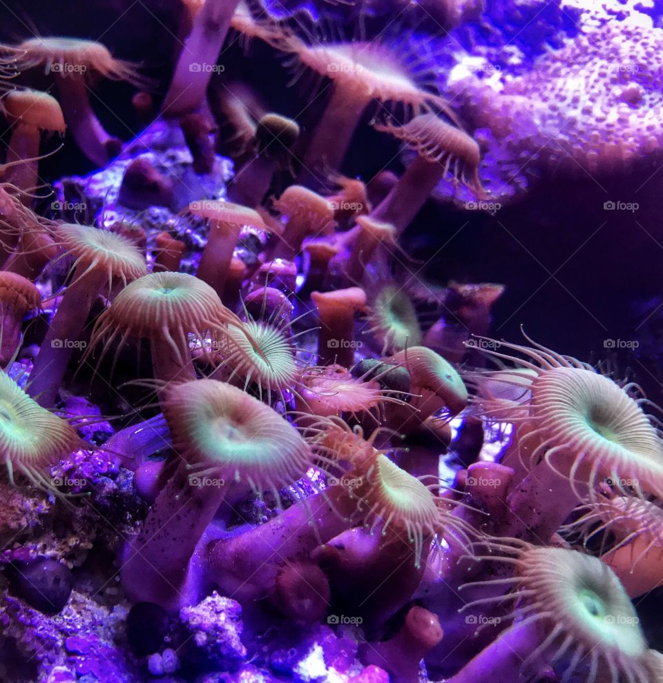 Sea anemones—taken in Brookfield, Illinois 