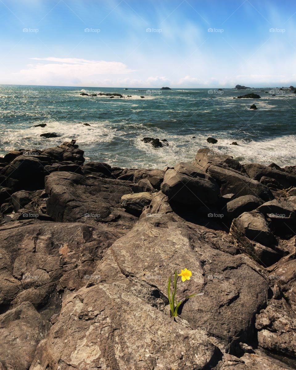 Daffodil in a Rocky Place