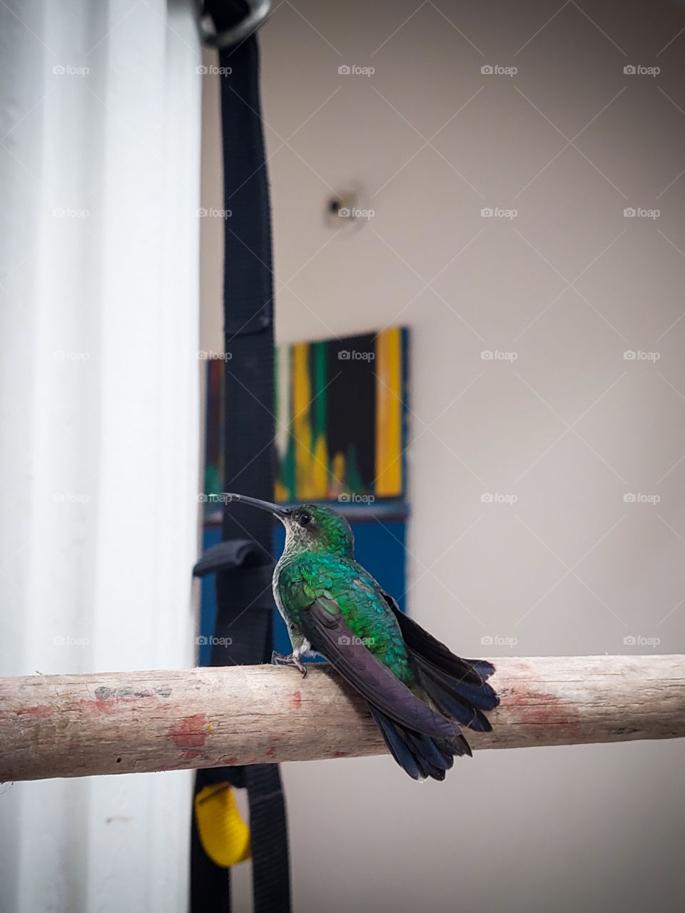 salvado de las garras de un gato blanco!!