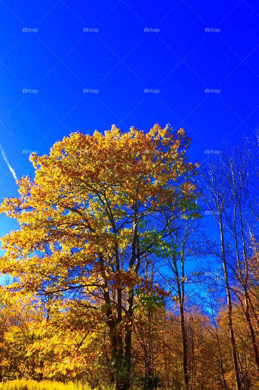 Autumn Mighty Oak 