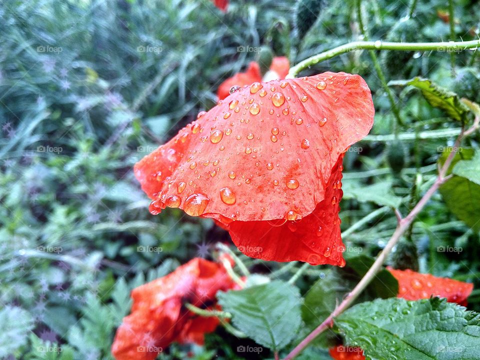 red poppies after rain