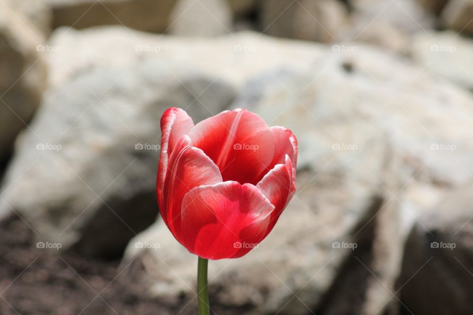 Tulip