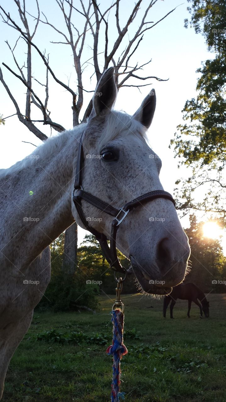 Gray Horse in Sunlight