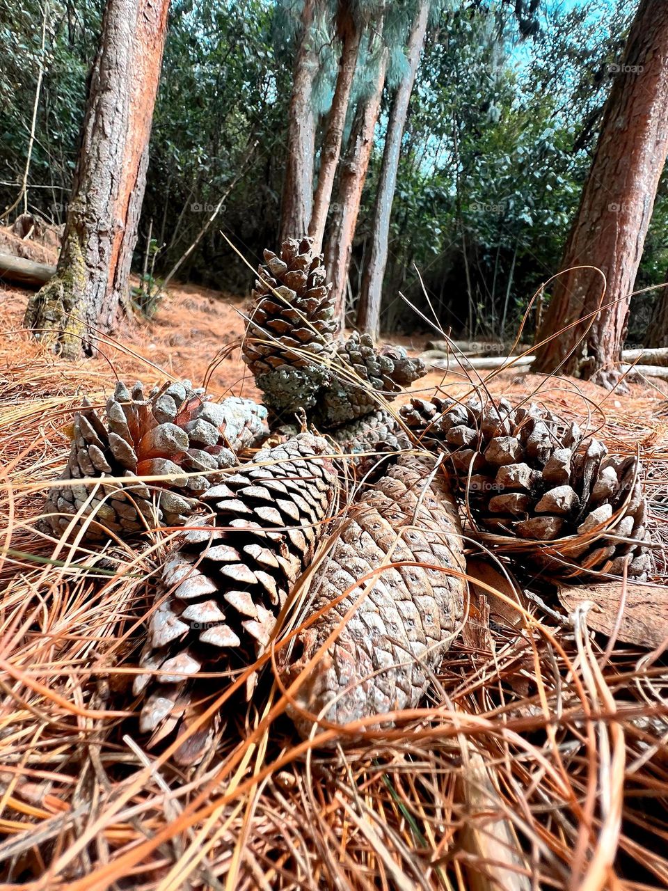 Conos de pino en el bosque 