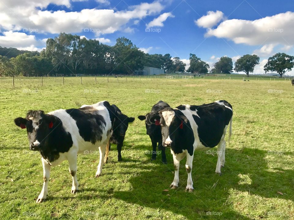 Cows in the paddock Pakenham Victoria Australia 