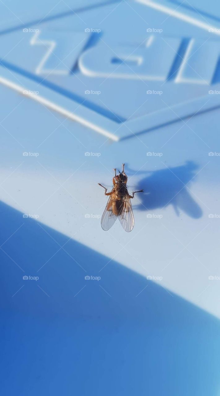 Fly on garbage can 