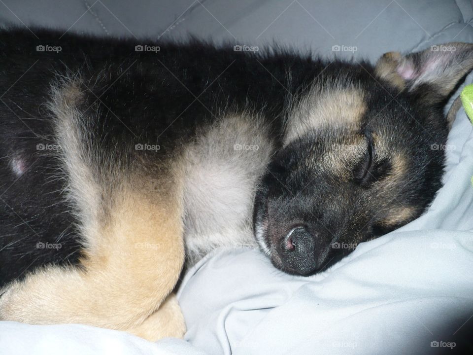 German Shepherd 