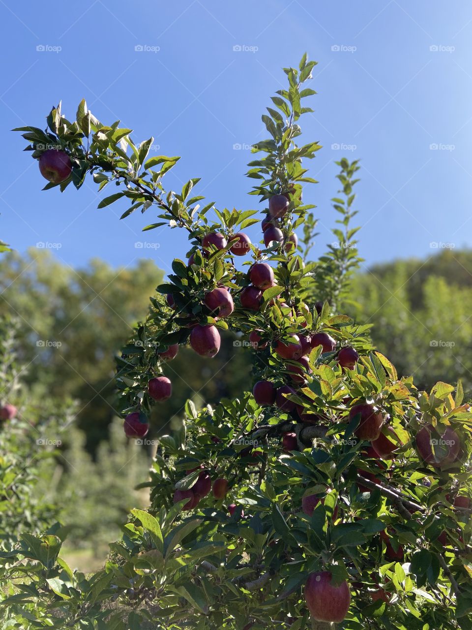 Red delicious apples 