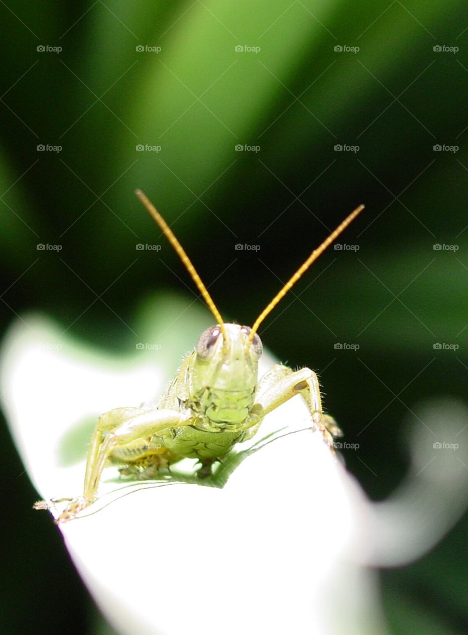 Grasshopper 