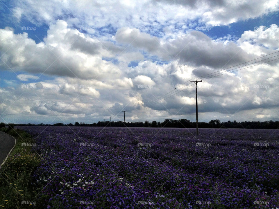 sky flowers field garden by dannytwotaps