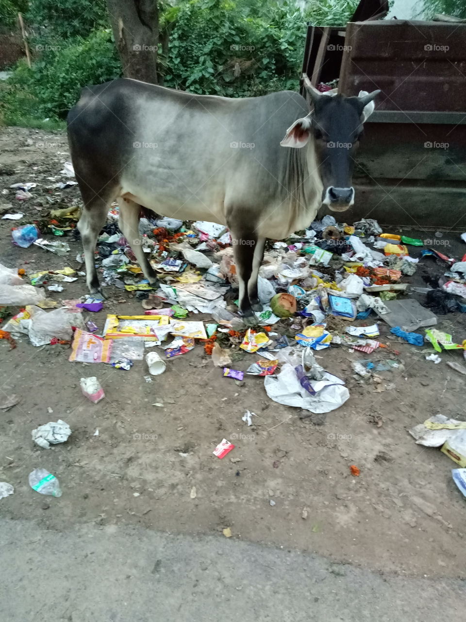 a cow is standing on a polluted place