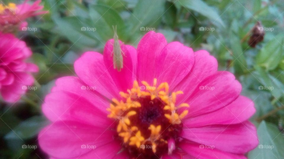 Flower and grasshopper