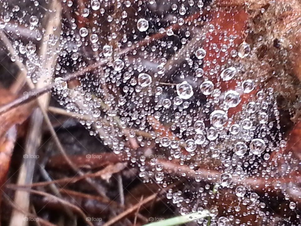 Dewpoints . Saturated spider's Web. 