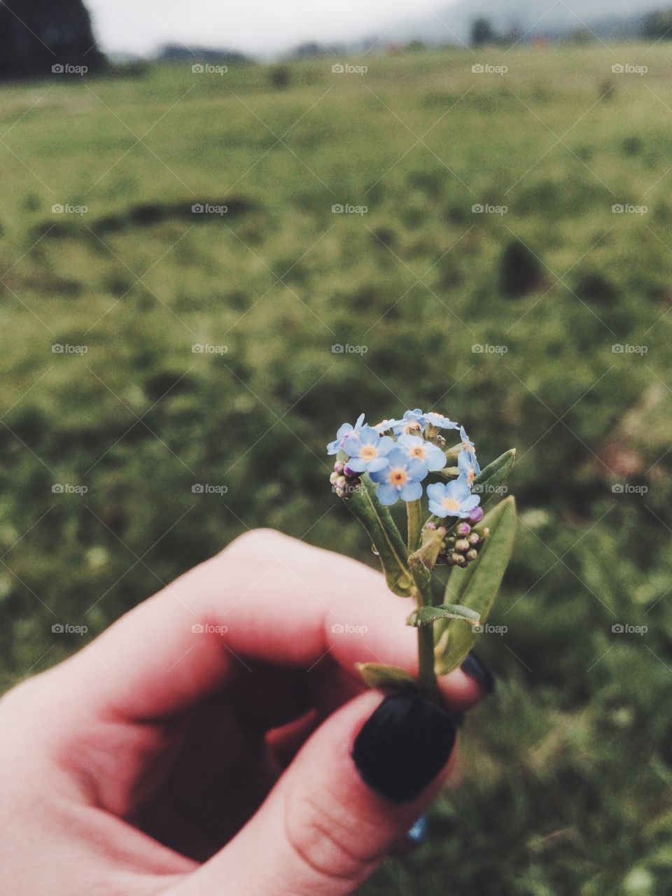 Forget-me-not. During the walk trough a meadow 