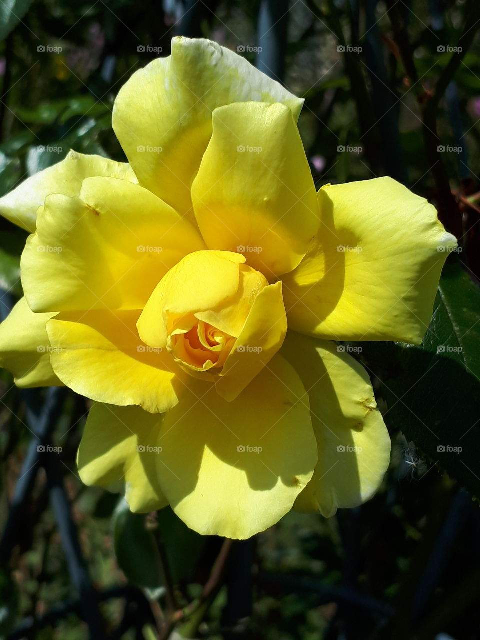 Yellow Rose