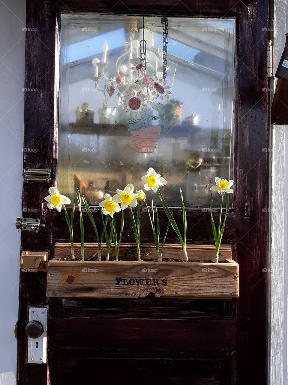 Greenhouse Door with Daffodils Gooding in  Window Box