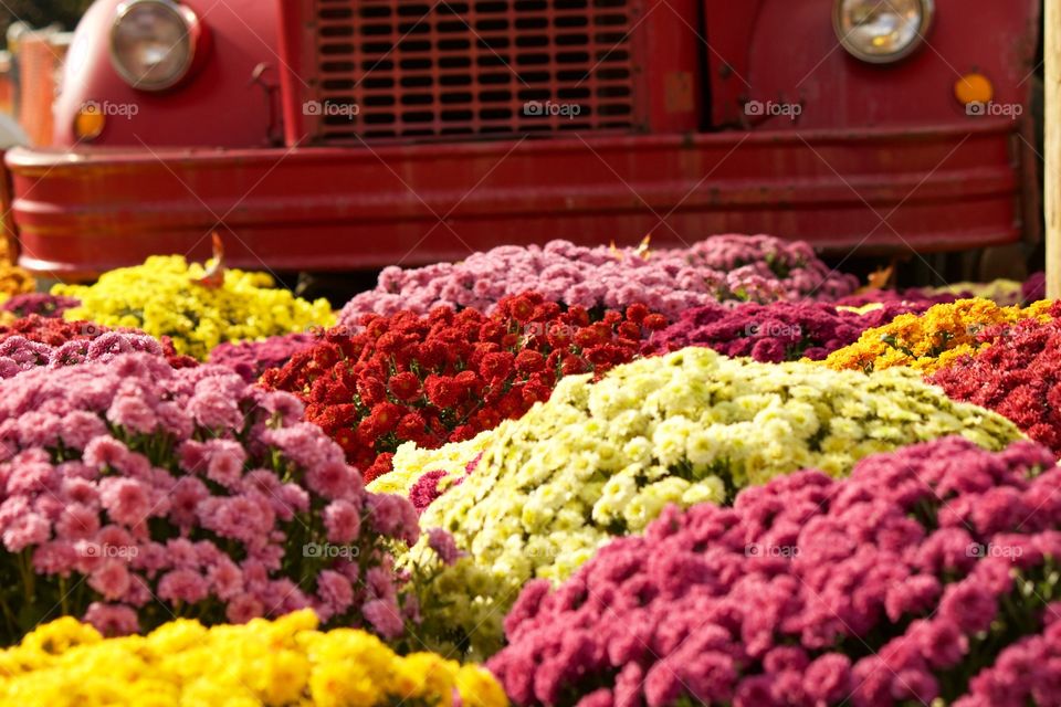 Close-up of multi coloured flowers