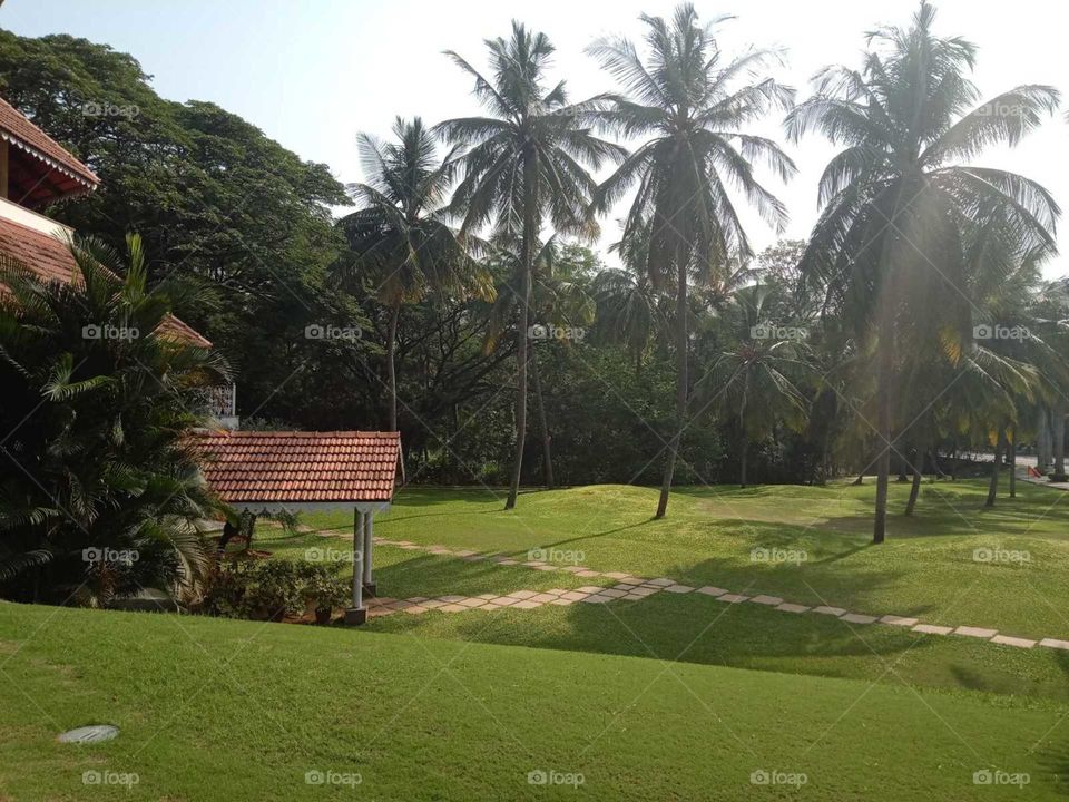 Palm, Tropical, Tree, No Person, Resort