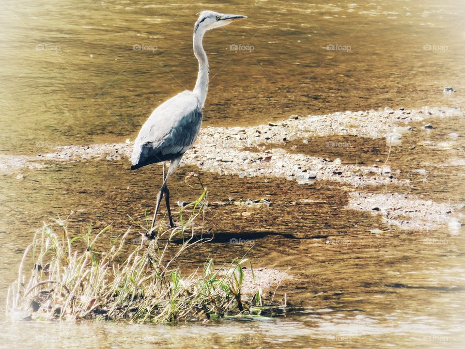 heron in river
