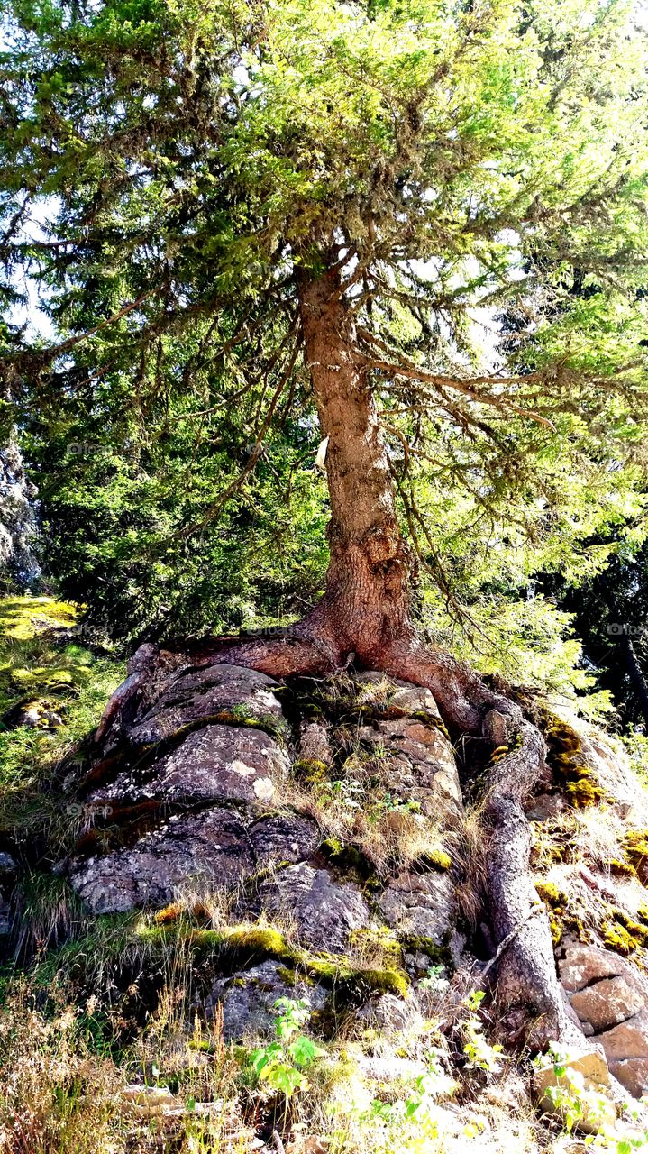 Beautiful tree leaving on a rock