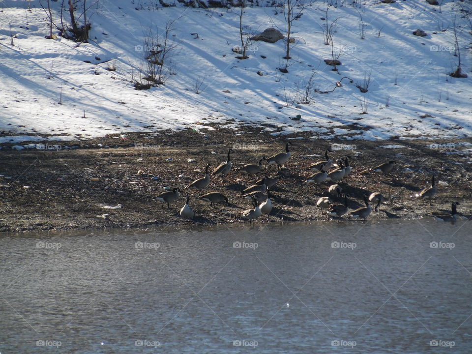 Ducks and more ducks